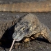 dragon_komodo_hsb_rinca_v_1499_kom3844.jpg
